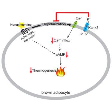 #cell #obésité #tissuadipeuxbrun #courantsioniques #signalisationadrénergique Diaphonie entre les courants ioniques médiés par le KCNK3 et la signalisation adrénergique soumet la thermogénèse adipeuse et l’obésité à régulation #cell #obésité #tissuadipeuxbrun #courantsioniques #signalisationadrénergique Diaphonie entre les courants ioniques médiés par le KCNK3 et la signalisation adrénergique soumet la thermogénèse adipeuse et l’obésité à régulation