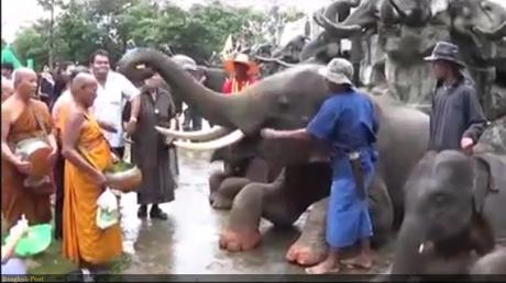 Surin, les éléphants rendent hommage a leurs moines pour Ok Phansa (vidéo)