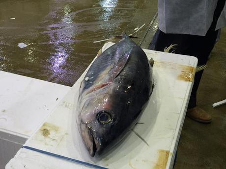 Visite entreprise – Immersion dans le Marché International de Rungis Pavillon de la Marée MIN De Rungis Marché au poisson thon rouge