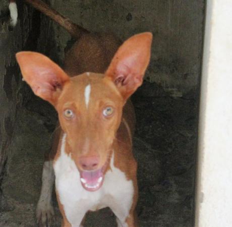 P: FITO est un jeune et superbe lévrier Podenco Andalous de 18 mois a adopter chez sos chiens galgos