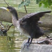 cormoranP1160369.JPG