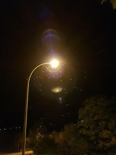 la pyrale du buis la pyrale du buis