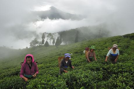 Thé Darjeeling – Le ‘Champagne des thés’ Thé Darjeeling – Le ‘Champagne des thés’