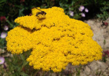 La mousse de concombre au fromage de chèvre. achil_e
