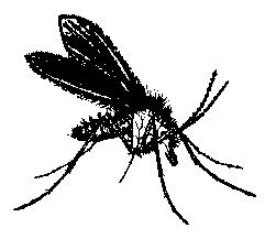 moustiques
