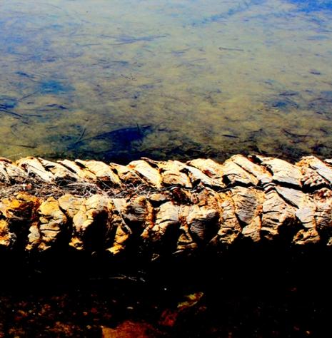 «Ce qui se dit d’important avec une photo n’est pas forcément dans l’importance de ce qu’elle montre». Alain BERGALA