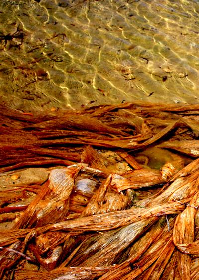 «Ce qui se dit d’important avec une photo n’est pas forcément dans l’importance de ce qu’elle montre». Alain BERGALA