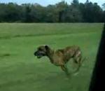 vidéo chien saut voiture roulade