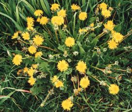 Cuisinez les fleurs du printemps
