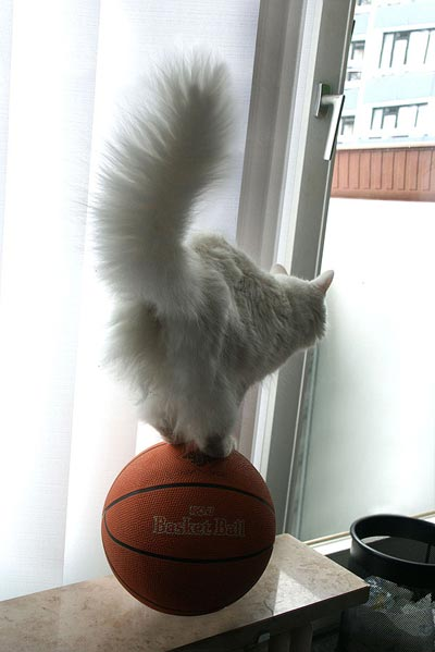 Animaux Rigolo
