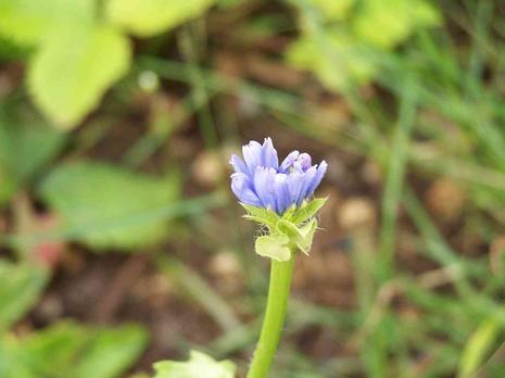 devinette potagère devinette potagère