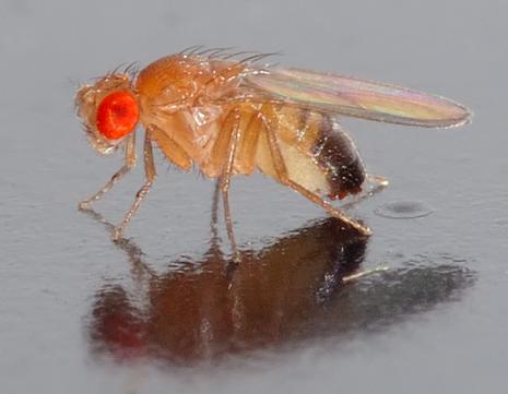 H5N1: Des gènes de mouches pour comprendre la reproduction du H5N1 humain.