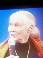 Jane Goodall chimpanzés