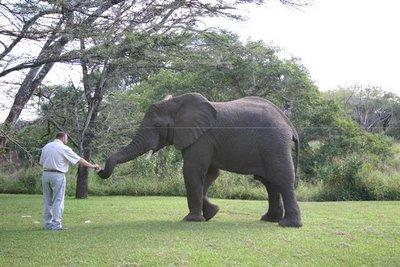 L’homme qui écoutait les éléphants.