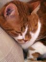 Hommage à ma rousse Sieste féline