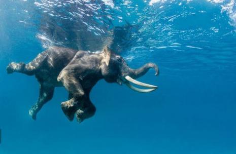Quelques images insolites (Vol 30) photo éléphant eau nage humour insolite