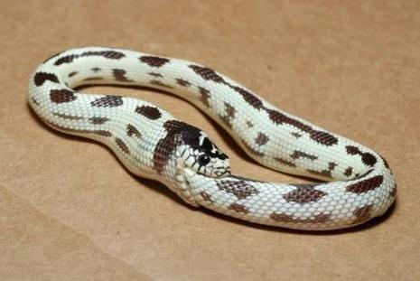 Quelques images insolites (Vol 30) photo serpend mord queue humour insolite