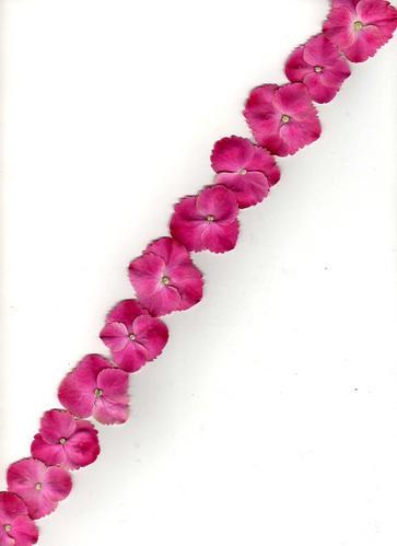 Hortensia voyageur Hortensia voyageur