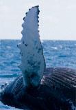 Aileron de baleine et éolienne