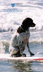 Une compétition de surf pour chiens