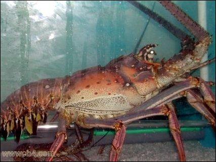 Langouste nature Langouste nature