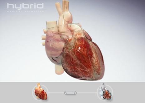 3D Joint Animations and Gallery Visible Body