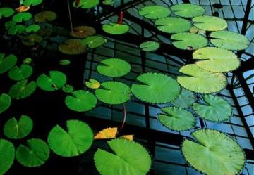 Je... je vois des Pacmans.... partout.... medium_pac12.jpg