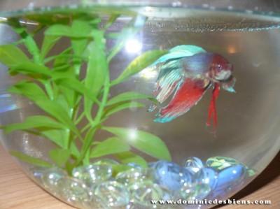 Betta Splendens Ti-Gars 02