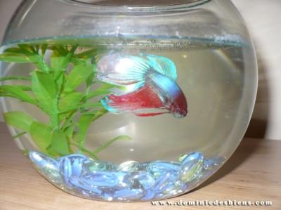 Betta Splendens Ti-Gars 03