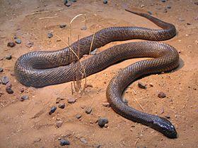 taipan_snake