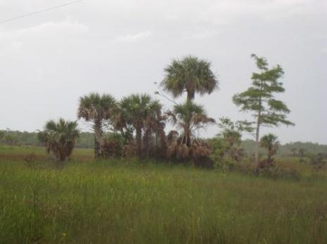 Carnets de Voyage en Floride - 3 - Key Largo, les Everglades et Naples 232.JPG
