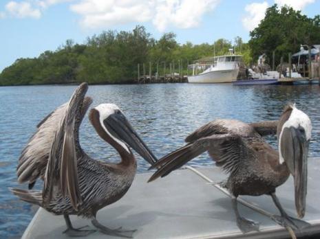 Carnets de Voyage en Floride - 3 - Key Largo, les Everglades et Naples 238.JPG