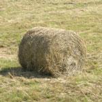 Faire les foins dans le Sancy