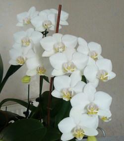 Orchide_phalaenopsis