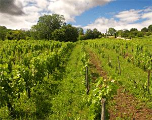 Jean Maupertuis en Auvergne vigne auvergne