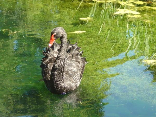 Cygne Noir sur le grand canal des Jardins d'Annevoie Cygne Noir sur le grand canal des Jardins d'Annevoie