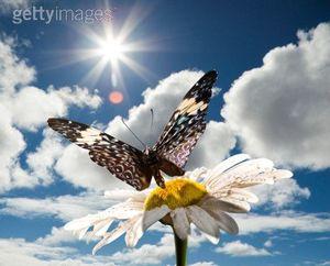 Taguée ☆ ² sb10066001b_001