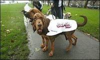 6 conseils astucieux pour construire votre plan de communication chien pub