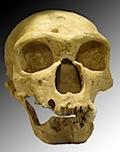 Homo_sapiens_neanderthalensis.jpg
