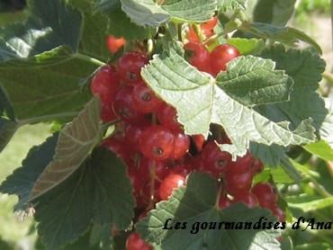 Le temps des confitures 1 : autour des fruits rouges 3 fruits rouges 2.jpg