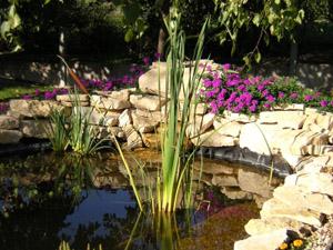 idées bassin pour votre jardin
