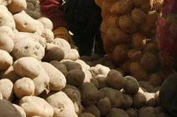 2008 année internationale de la pomme de terre pdt-2008.png