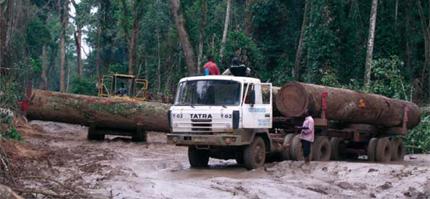 Arnaques au Congo : Greenpeace dénonce l’évasion fiscale orchestrée par les compagnies forestières européennes
