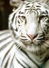 tigre blanc 1
