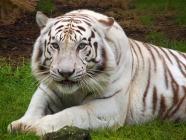 tigre blanc 2