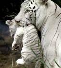 tigre blanc 3