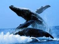 Les baleines, ces géantes des mers baleine 1