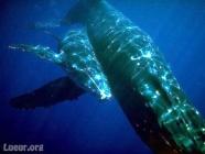 Les baleines, ces géantes des mers baleine 4