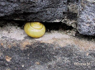 Photos du jour: 3 août 2008 Escargot