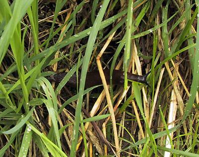 Photos du jour: 3 août 2008 Limace